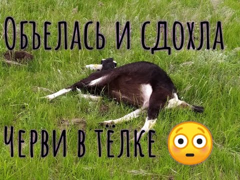 Видео: ЧЕРВИ В ТЁЛКЕ. КОЗЫ ОБЪЕЛИСЬ КОМБИКОРМА, ПОСЛЕДСТВИЯ 😭😭😭