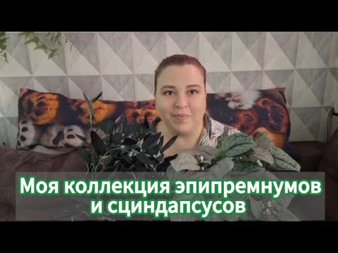 Видео: Моя коллекция эпипремнумов и сциндапсусов