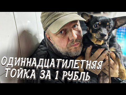 Видео: Спасение животных/ НЮШЕ 11 ЛЕТ и ОНА СТОИТ 1 рубль, так решил кот