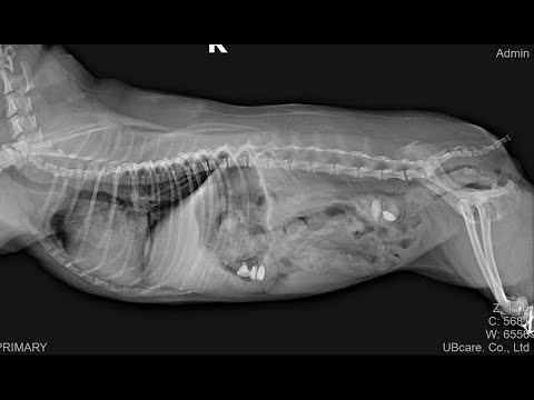 Видео: Собака проглотила 5 камней!