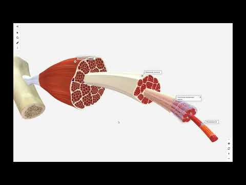 Видео: Строение скелетных мышц