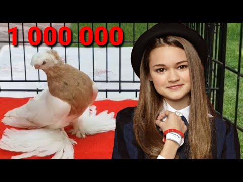 Видео: Потратил 1,000,000 на самку за 24 часа! Двухчубые голуби. Tauben. Pigeons. Palomas. Pombos. 비둘기.