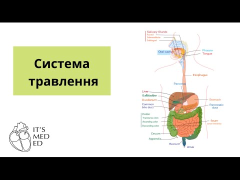 Видео: Система травлення. Травлення у ротовій порожнині. Фізіологія.