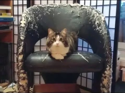 Видео: 😺 Домашние вредители! 🐈 Видео смешных котов и котят для хоршего настроения! 😻