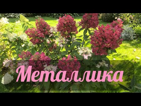 Видео: Гортензия метельчатая  «Металлика» сезон 2025