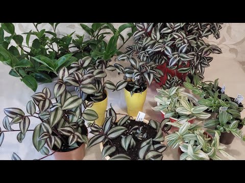 Видео: Традесканции. Укореняем лёжа! Причина коричневых пятен на листьях?