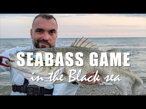 Видео: Ловля крупного сибаса/лаврака в Чёрном море на спиннинг / Seabass fishing in the Black sea