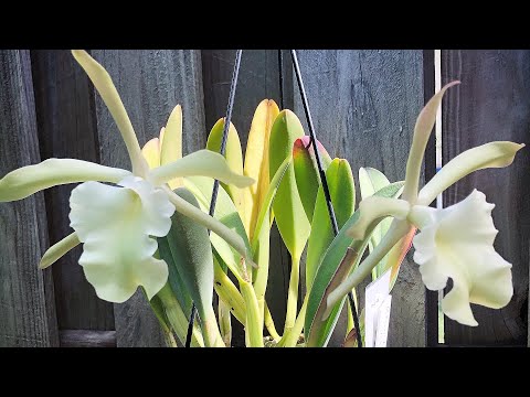 Видео: Rhyncholaelia glauca , уход и содержание