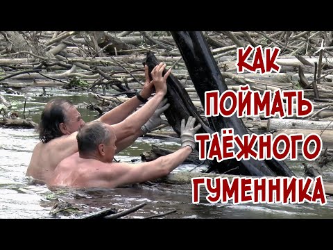 Видео: Как поймать таёжного гуменника