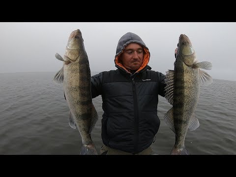 Видео: Клюют ОГРОМНЫЕ КОНИ!!!