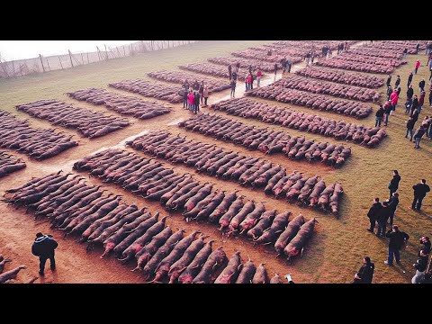 Видео: Дрон Снял Такое, Что Никто не Должен Был Увидеть