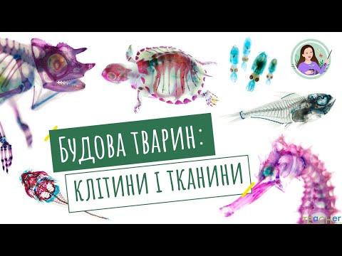 Видео: Будова тварин: клітини і тканини.