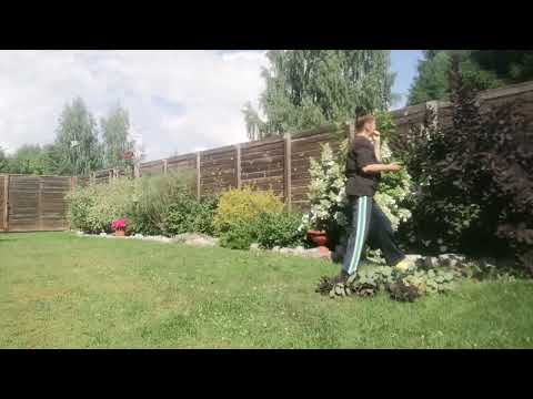 Видео: Скумпия Королевская - кустарник! Почему нельзя сажать с этими растениями! Зимовка! Черенкование!