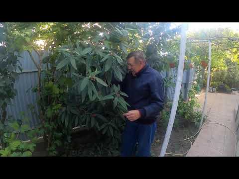 Видео: Эксклюзивный вечнозеленый кустарник -калина  морщенолистная !