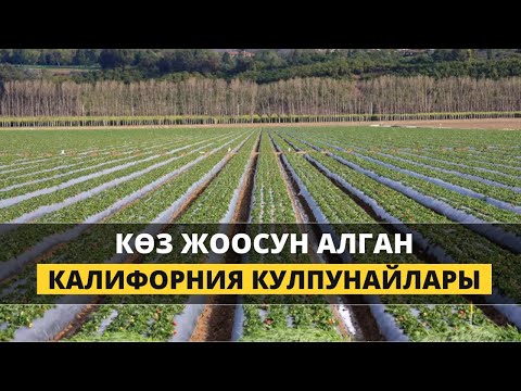 Видео: Көлөмү менен таң калтырган Калифорния кулпунайы