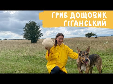 Видео: Гриб дощовик