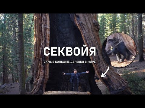 Видео: СЕКВОЙЯ - Самые большие деревья в мире