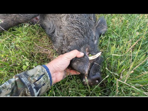 Видео: Охота с луком на кабанов