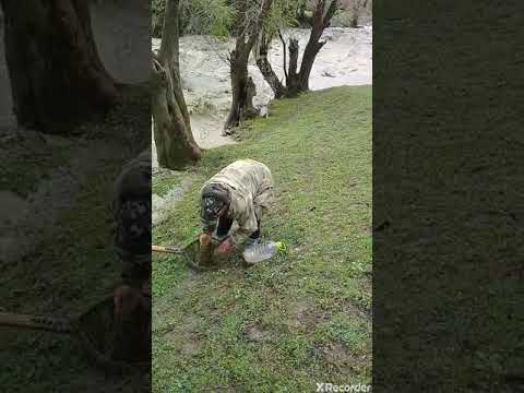 Видео: АКСЫ ..ЖАНЫ ЖОЛ АЙЫЛЫ  ОХОТА Рыбалка