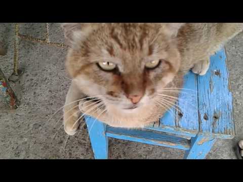 Видео: ВАРЕНЬЕ ИЗ ЗЕЛЕНЫХ ГРЕЦКИХ ОРЕХОВ ( подготовка)