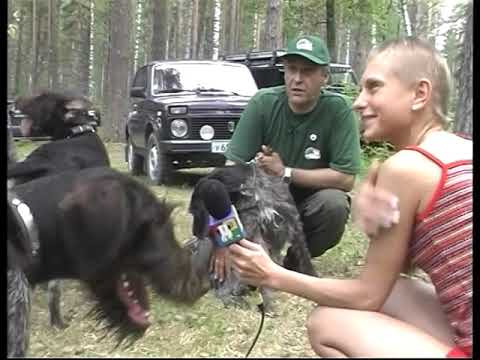 Видео: Дратхаары. Питомник Дмитрия Втовского "Рус Фалько" Охота, натаска, выставки. часть 3