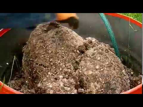 Видео: Лучшее удобрение в мире! Перепелиный помет 4. Перепела разведение. От А и до сковородки.