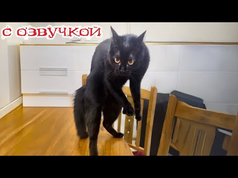 Видео: Приколы с котами! С ОЗВУЧКОЙ! СМЕШНЫЕ КОТЫ и собаки! САМЫЕ СМЕШНЫЕ ЖИВОТНЫЕ!