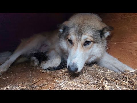 Видео: Первый щенок Чезы и Каюра