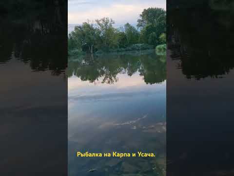 Видео: Рыбалка на Карпа и Усача. Германия Бавария река Майн. 2024.