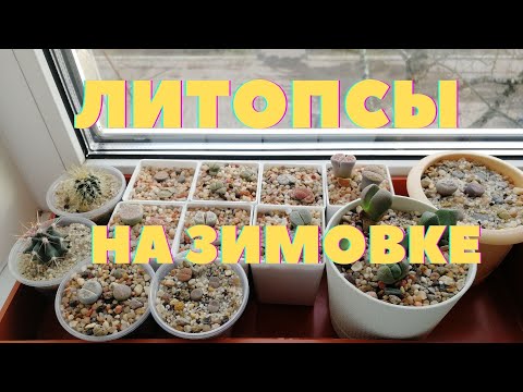 Видео: Литопсы на зимовке | Обзор суккулентов