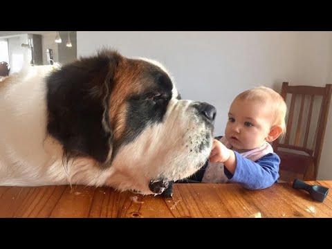 Видео: Когда ваша собака превращается в идеальную няню 😂