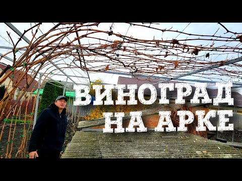 Видео: ОБРЕЗКА ВИНОГРАДА НА АРКЕ. КАК ПРАВИЛЬНО ФОРМИРОВАТЬ ПЕРГОЛУ.