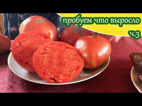 Видео: Дегустация сортовых томатов ч.3/ Моё мнение о вкусе выросших у меня сортовых томатов 2023
