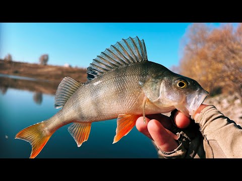 Видео: ПОЛНАЯ ЯМА ОКУНЯ! Пробуем секретный монтаж. Ультралайт на озере.