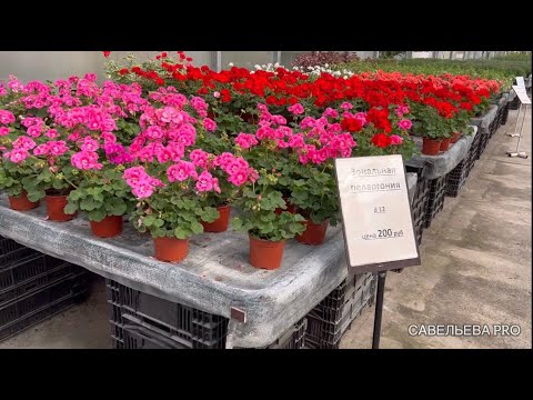 Видео: Обзор садового центра в Бояркино. Не удержалась от покупок!