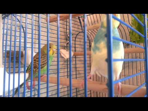 Видео: Кеша и Чита