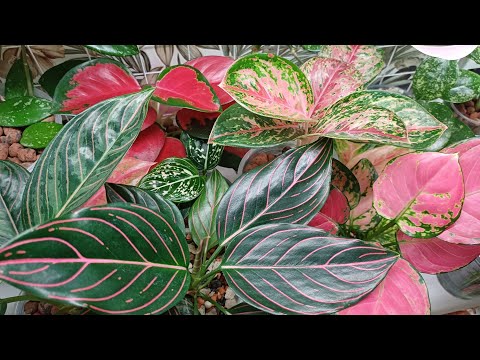 Видео: Одна из моих цветочных полочек🌺🌿🌺🌿🌺🌿