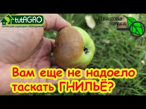Видео: ЯБЛОКИ ГНИЮТ и ЧЕРНЕЮТ ПРЯМО НА ДЕРЕВЕ? Вот как надо это остановить. Сделайте обработку поскорее!