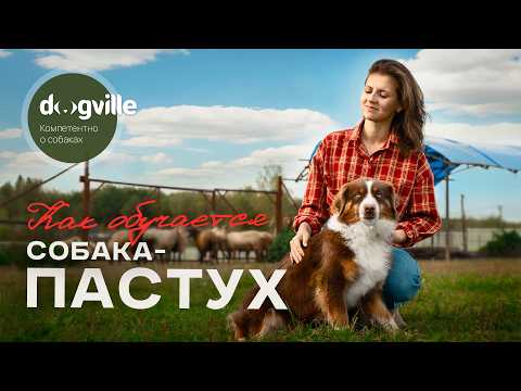 Видео: Профессия — пастух: как собаки учатся пасти овец и работать на ферме