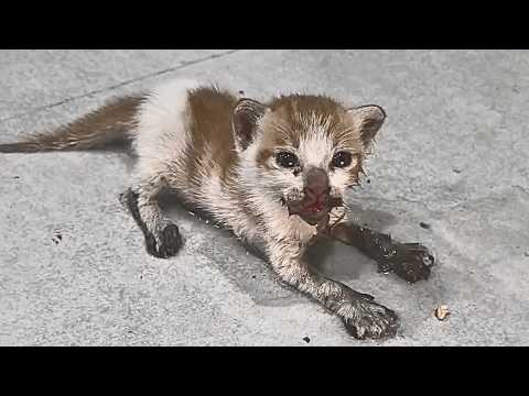 Видео: Чинил машину — из двигателя выпала кошечка. Дома, вырастив её, я понял: она настоящий клад.