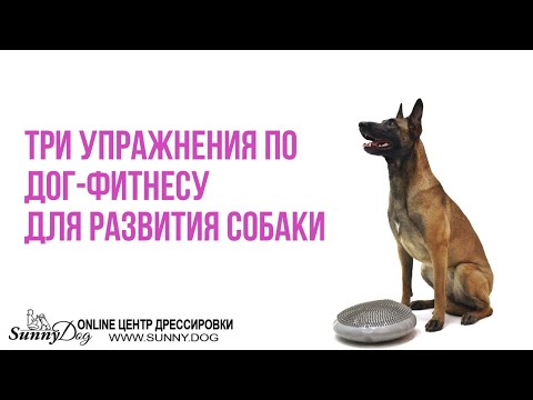 Видео: Урок 2. Три полезных упражнения по дог-фитнесу для развития собаки
