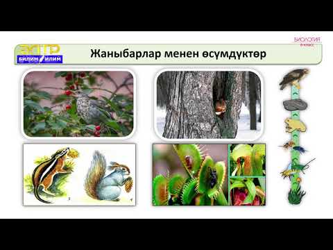 Видео: 6-класс | Биология  | Өсүмдүктөр менен жаратылыш факторлорунун өз ара байланышы