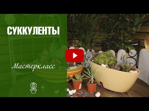 Видео: Композиция из суккулентов и кактусов ✅ Мастер класс Хитсад