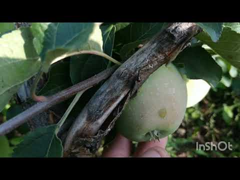 Видео: Виды на урожай сибирских яблок 2021г.