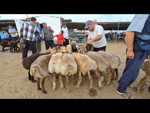 Видео: НАРХИ ГУСФАНД БОЗОРИ МОЛБОЗОРИ ХУЧАНД ХУДЖАНД КУЙБОЗОР #shorts