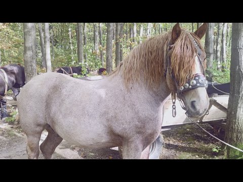 Видео: 🇺🇦 З'їзд фірманів у селі Доброгостів 💪💪🔥💣👍