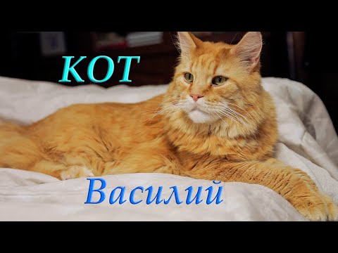 Видео: Кот мейн-кун Василий.