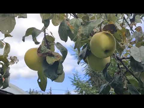Видео: Антоновские яблоки.  Вкус жизни