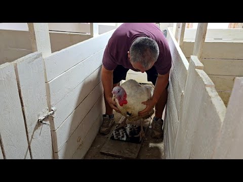 Видео: Вес бройлерных индюков в 6 месяцев! Обработка птицы и помещения парами йода!