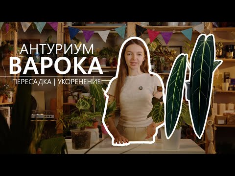 Видео: Антуриум Варока: пересадка и укоренение